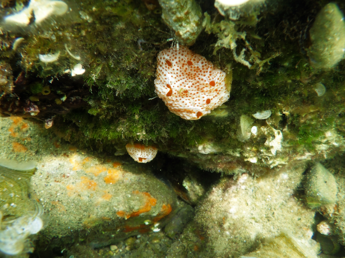 Aardbei-zakpijp (Aplidium elegans) * Krk