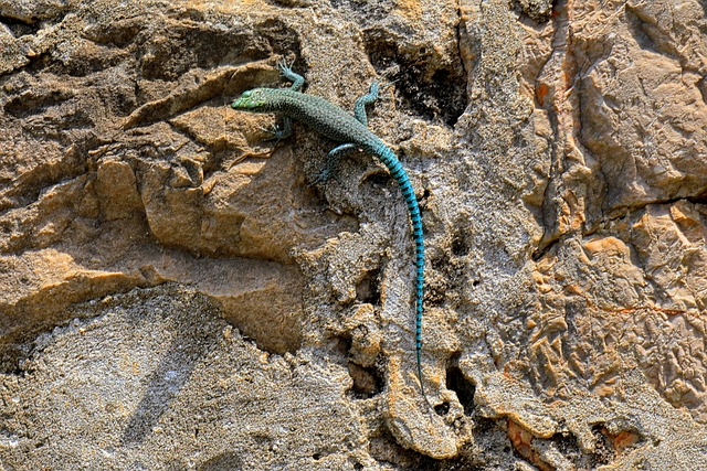 De spitskophagedis (Dalmatolacerta oxycephala)
