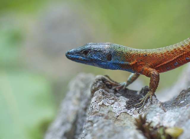 De Dalmatische Kielhagedis of Blauwkeelkielhagedis (Algyroides nigropunctatus)