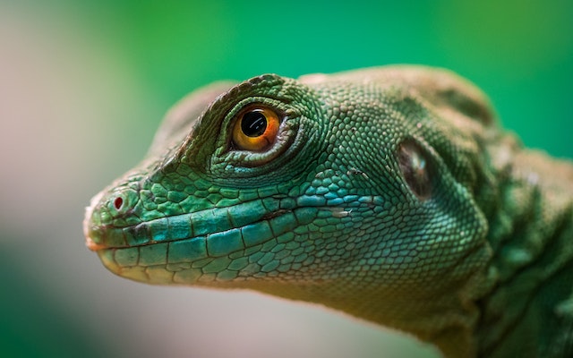De reuzensmaragdhagedis of balkansmaragdhagedis (Lacerta trilineata) 
