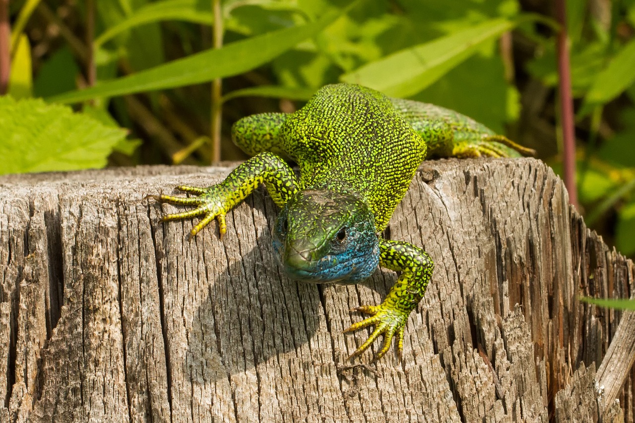 De westelijke smaragdhagedis (Lacerta bilineata) 