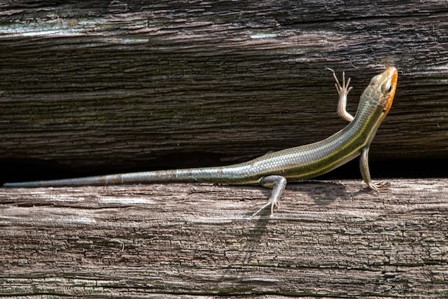 De johannisskink of slangenoogskink (Ablepharus kitaibelii)
