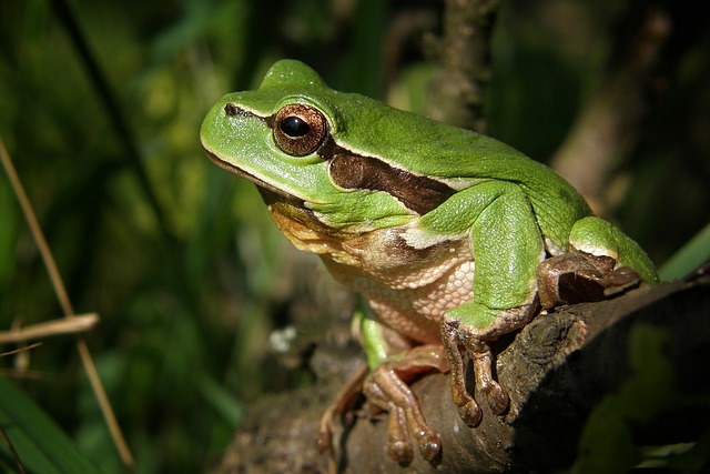 De Europese boomkikker (Hyla arborea) 