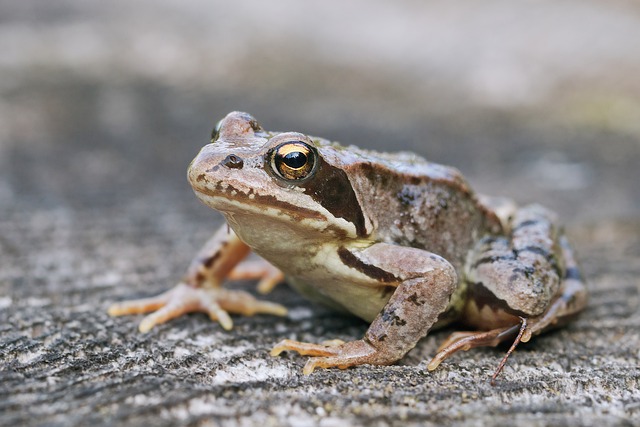 De springkikker (Rana dalmatina)