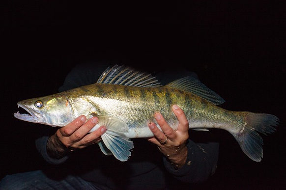 De snoekbaars (Sander lucioperca)