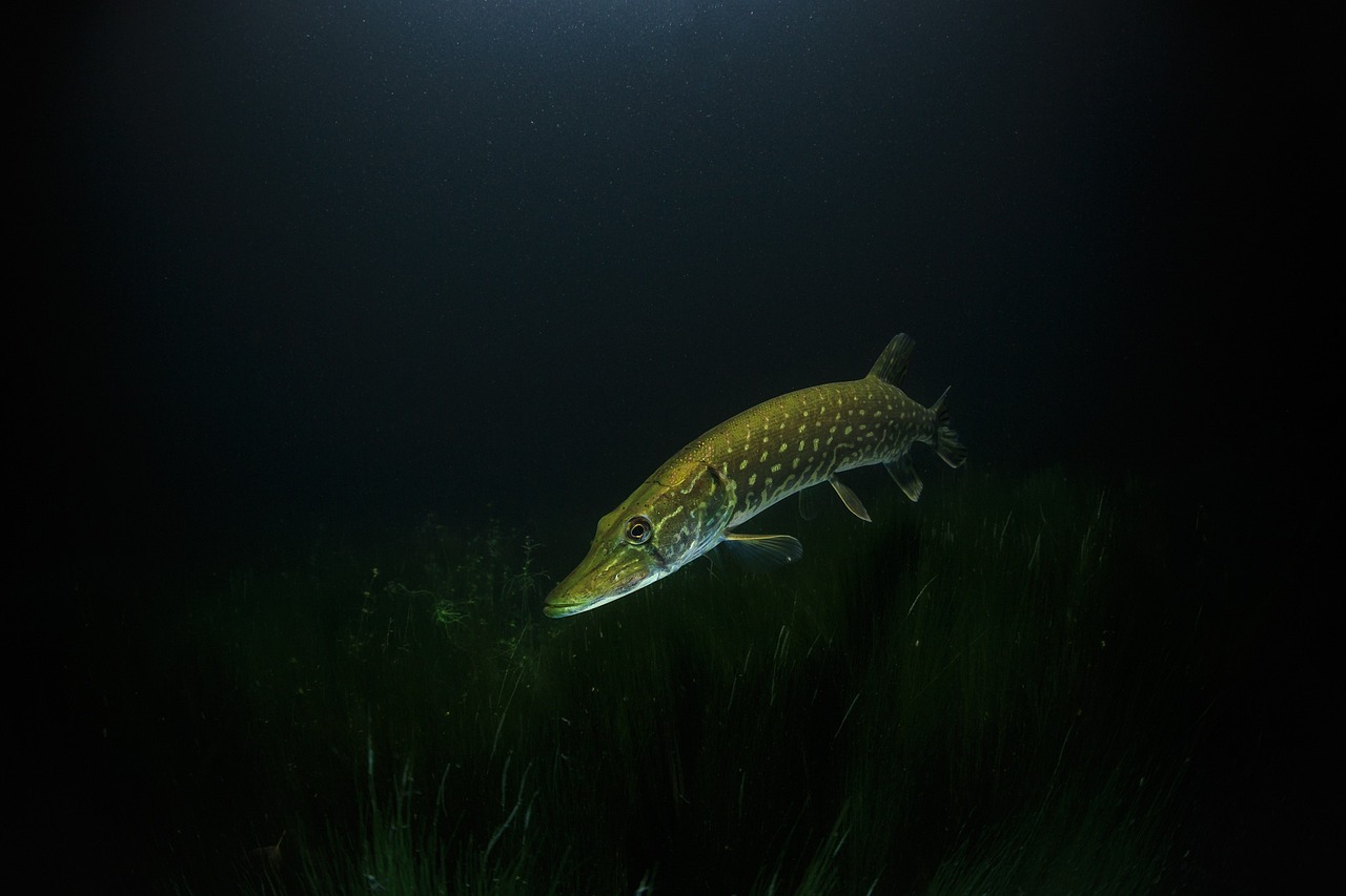 De snoek (Esox lucius)