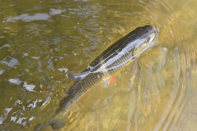 De kopvoorn (Squalius cephalus)
