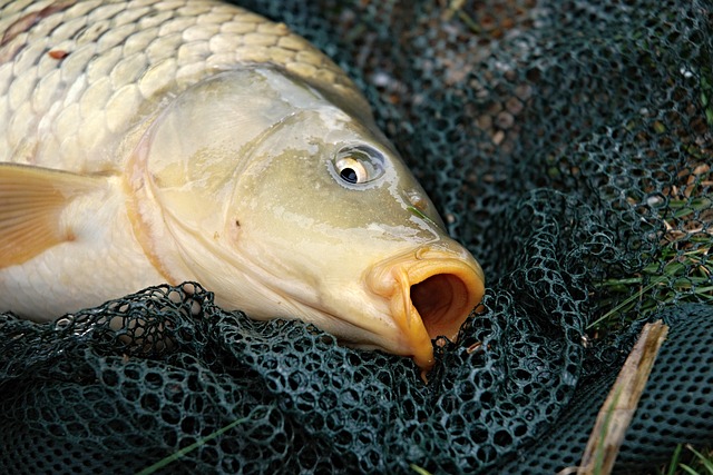 De Europese karper (Cyprinus carpio)