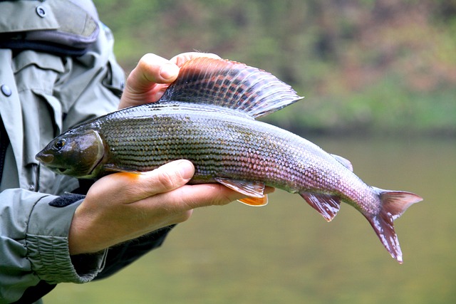 De vlagzalm (Thymallus thymallus)