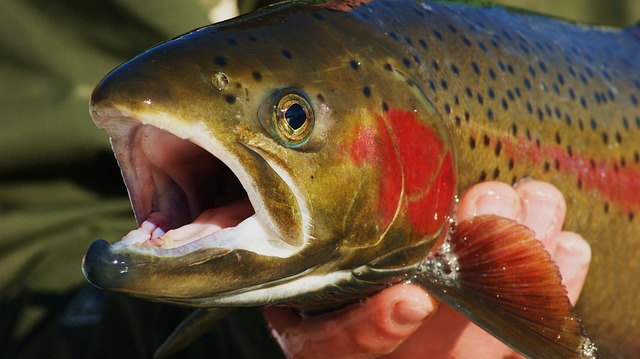 De regenboogforel (Oncorhynchus mykiss)