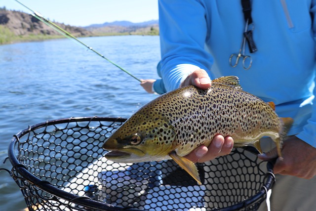De beekforel (Salmo trutta fario)